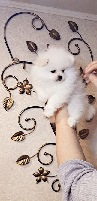 Міні і стандарт померанський шпіц. Хлопчики і дівчинка Київ - зображення 3