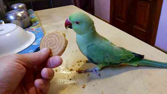 Ожереловий або намистовий папуга. Пташенята - вигодованці Київ