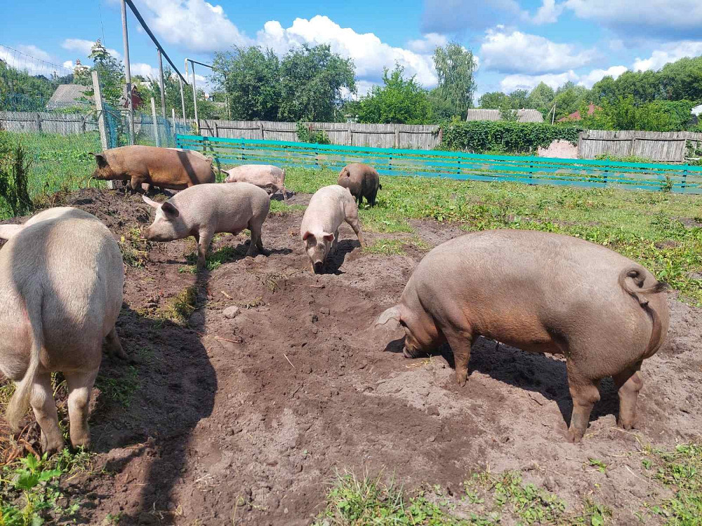 Продам м'ясо, сало свиней Кролевец - изображение 5
