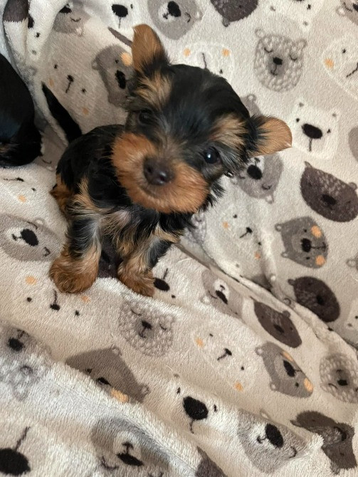 Міні йорки Коростишів - зображення 1