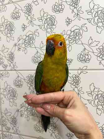 Соняшний аратинга. Сонечко на пальчику Киев