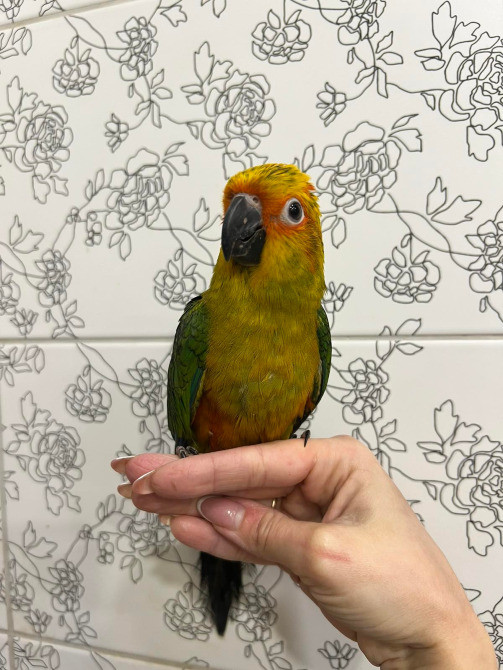 Соняшний аратинга. Сонечко на пальчику Київ - зображення 3