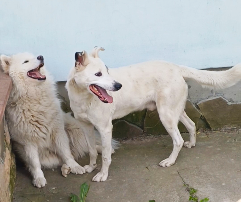 Готель ПЕС для собак та котів в Києві Киев - изображение 3