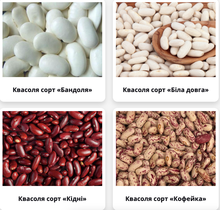 Квасоля оптом від 5 тонн. Квасоля від виробника Суми - зображення 1