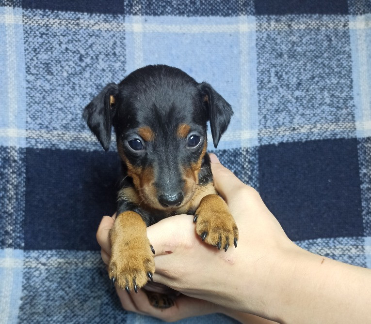 Цуценята цвергпінчера Бориспіль - зображення 5