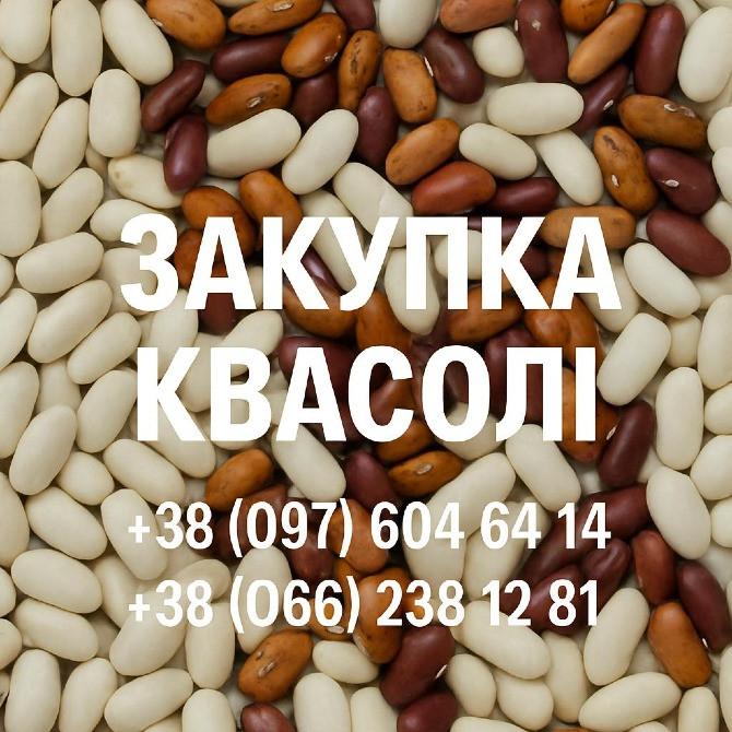 Закупівля квасолі оптовими партіями Вінниця - зображення 1