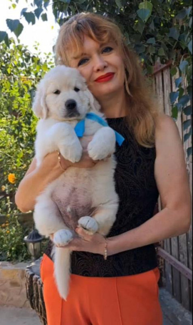 Цуценята золотистого ретрівера Ot Bahur Київ - зображення 1