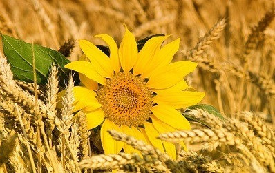 Постійно купуємо зерновідходи, некондицію. Черкассы - изображение 1