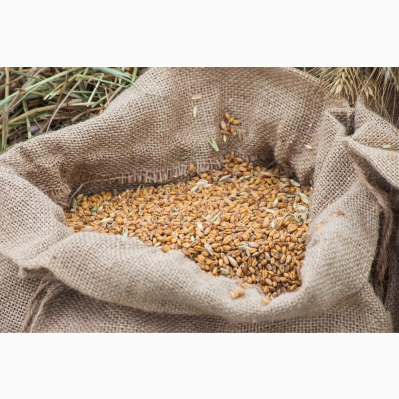 Постійно закуповуємо зерновідходи та некондиційну агропродукцію Харків - зображення 1