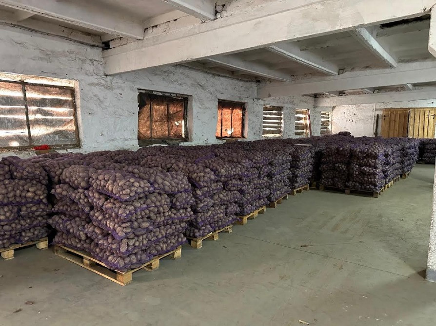 Товарна картопля Житомир - изображение 2