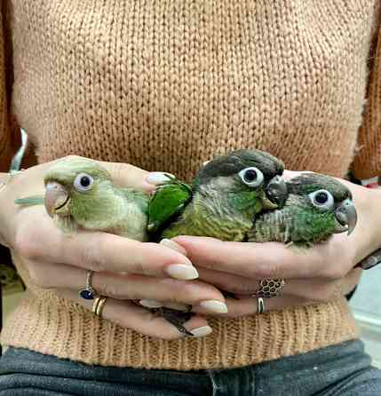 Папуга Пірура (Піррура) Pyrrhura molinae та Pyrrhura frontalis Київ