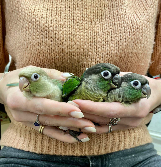 Папуга Пірура (Піррура) Pyrrhura molinae та Pyrrhura frontalis Київ - зображення 4