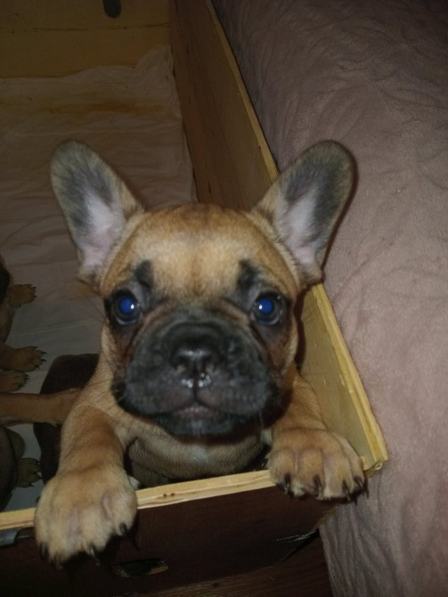 Продам цуценят породи Французький бульдог Харків - зображення 3