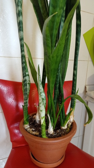 Сансевиерия тещин язык щучий хвост с горшком Киев - изображение 3
