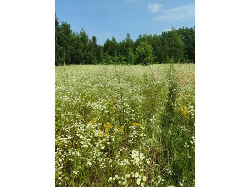 продажа земля сельскохозяйственного назначения Бородянский, Лубянка, 9370015 грн.  - зображення 4