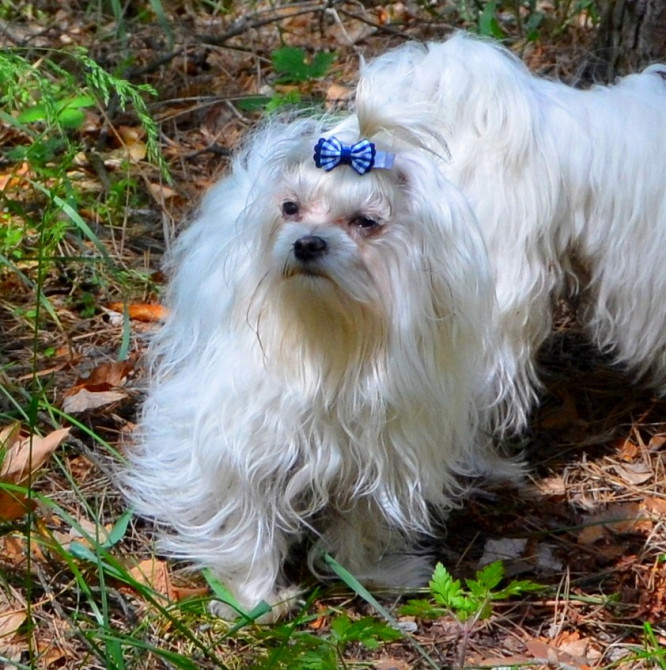 В зв’язку з від’їздом за кордон терміново продається мальтезе клуб КСУ FCI Киев - изображение 3