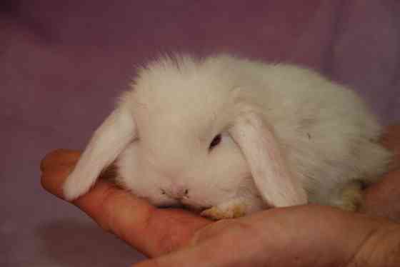 Карликовые декоративные кролики Київ