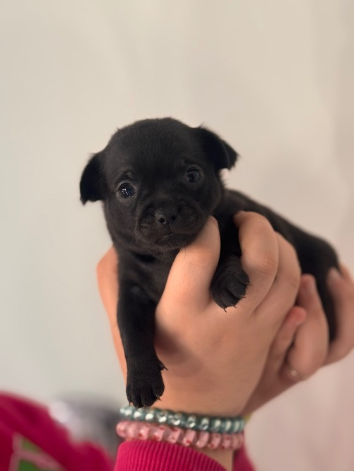 Чихуахуа Каменец-Подольский - изображение 5