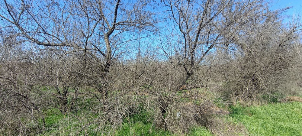 4га Александровка Лиманский район Одеса - зображення 3