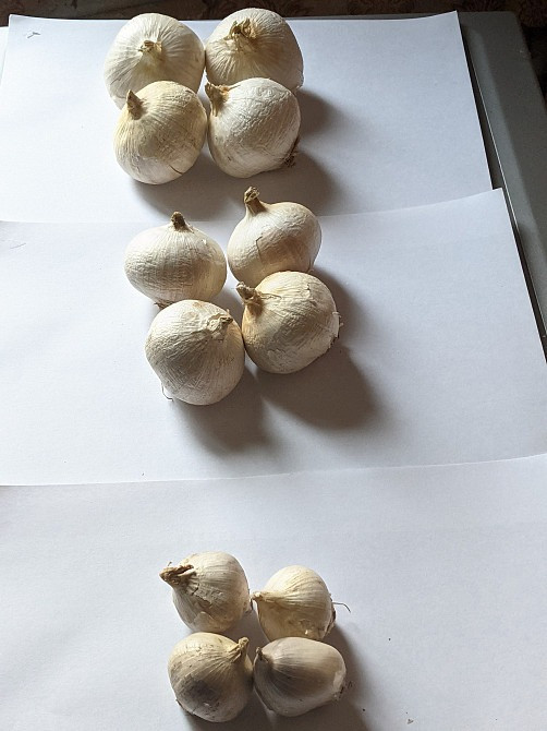 Рокамболь чеснок крупный сорт, однозубка : Испания, Кипр, Голландия Новгород-Сіверський - зображення 1