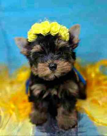 Дівчинка йоркширського терьєра Одеса