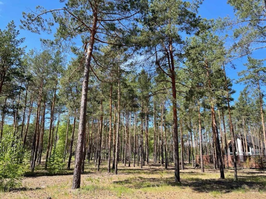 Ділянка під будівництво 34 сотки з лісом Вишгород - зображення 9