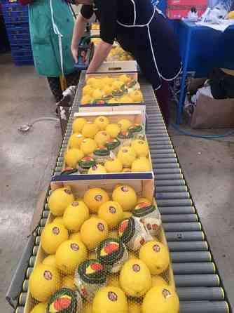 Продаем лимоны Киев