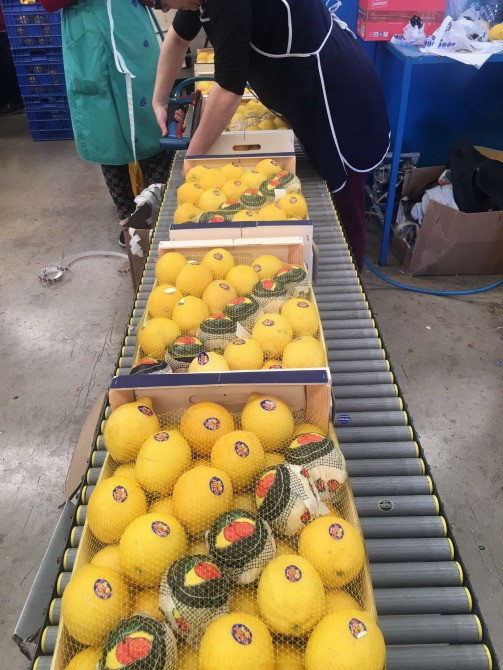 Продаем лимоны Київ - зображення 5