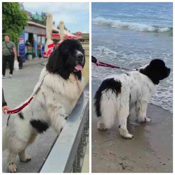 Ньюфаундленд цуценята КСУ- FCI Херсон