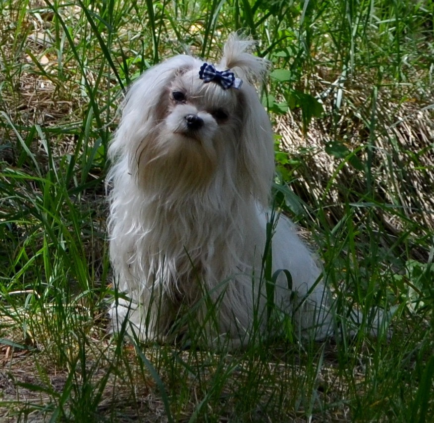 В зв’язку з від’їздом за кордон терміново продається мальтезе клуб КСУ FCI Киев - изображение 1