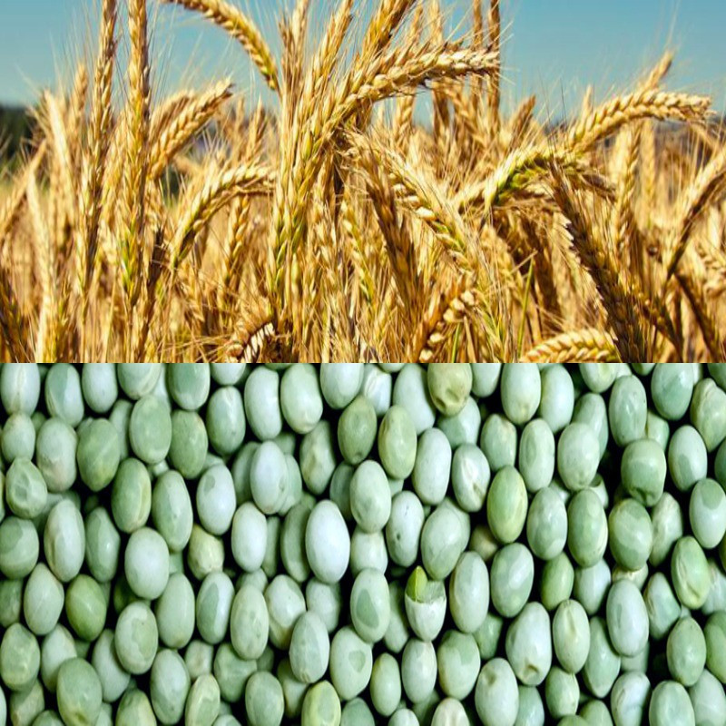 Насіння гороху зимуючого та насіння пшениці одеської селекції Одесса - изображение 1