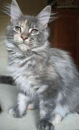 Мейн Кун девочка 4 месяца Дніпро