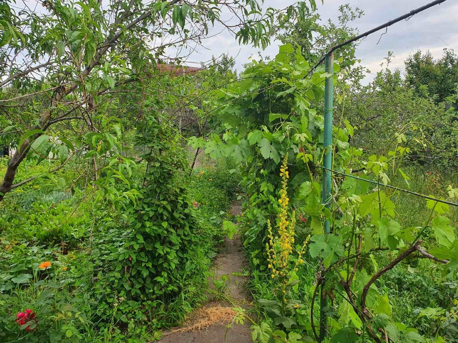 Продам дачу в Романках Кременчуг - изображение 2