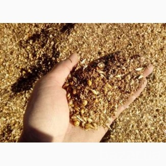 Постоянно закупаем зерноотходы зерновые, масличные, бобовые Сумы - изображение 1