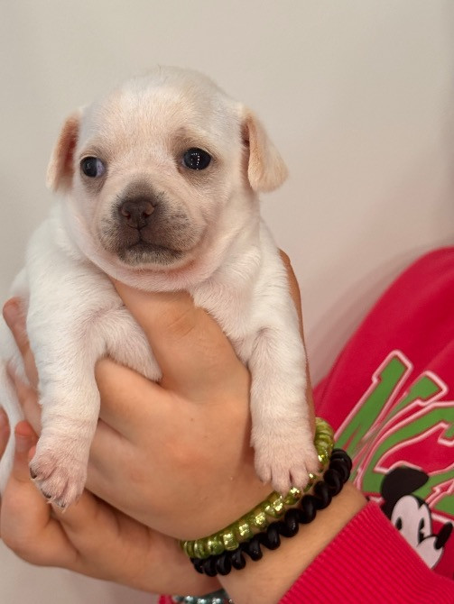 Чихуахуа Каменец-Подольский - изображение 6