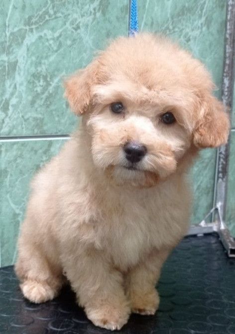 Мальтипу Девочка карамель бебифейс Веселая игривая смышленая, красивая Киев - изображение 9