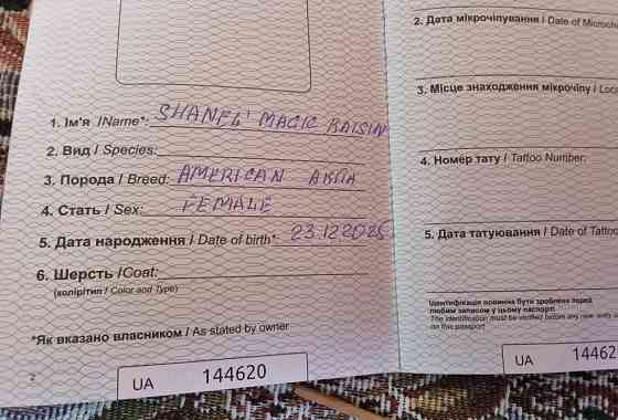 Американская акита щенок девочка. Харків