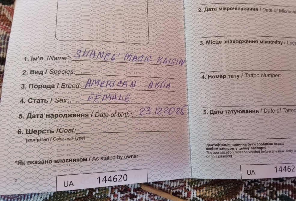 Американская акита щенок девочка. Харків - зображення 2