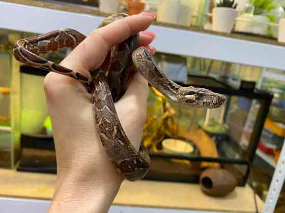 Императорский удав Киев