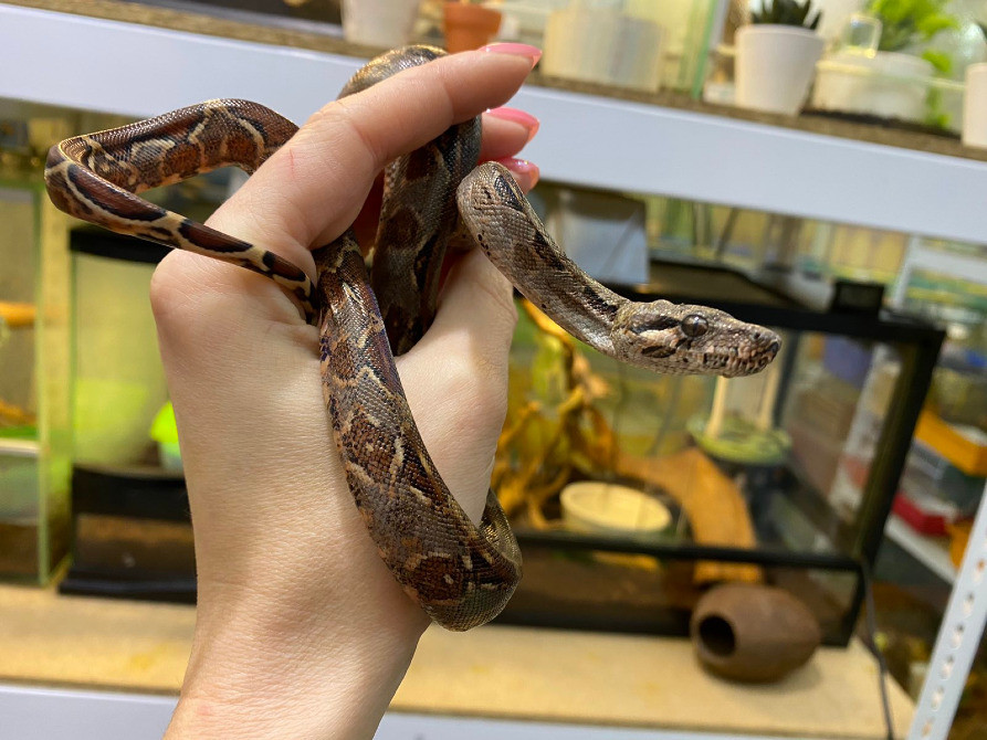 Императорский удав Киев - изображение 3