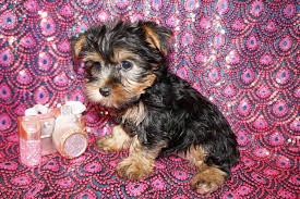 Цуценята йоркширського тер'єра шукають гарний дім Киев - изображение 2