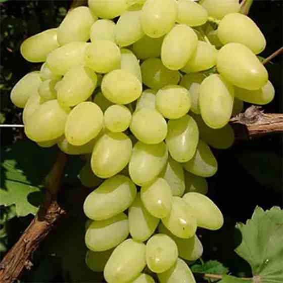 Продам саджанці винограду Сквира