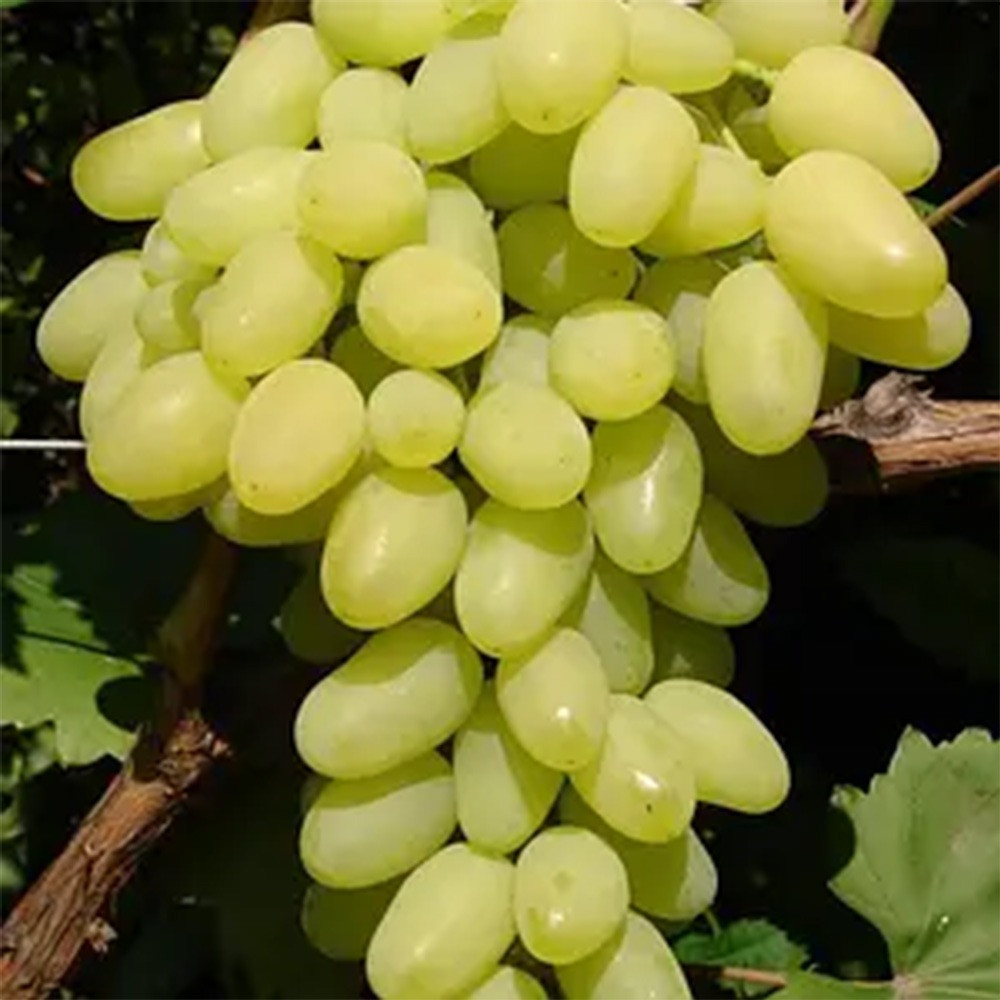 Продам саджанці винограду Сквира - зображення 6