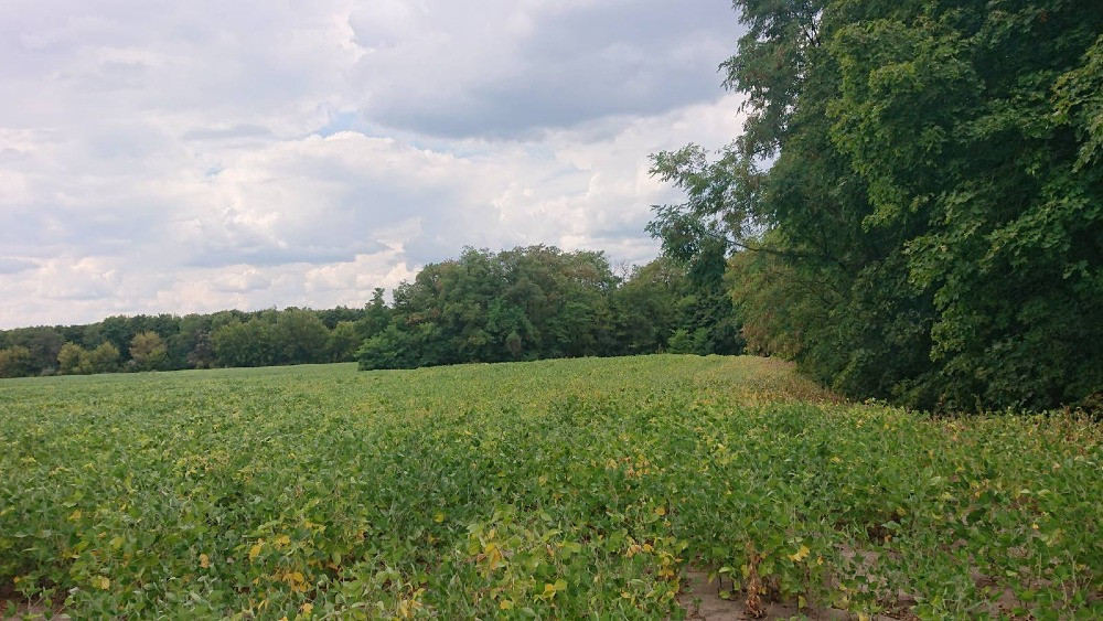 Продається земельна ділянка в мальовничому селі Пилипа! Белая Церковь - изображение 5