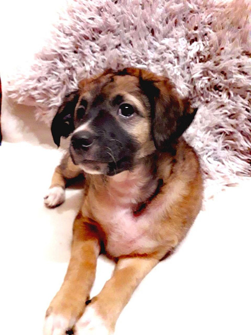 Шукаємо супервідповідальних людей для двох ксоло-дівчат у шерсті Верхнеднепровск - изображение 4