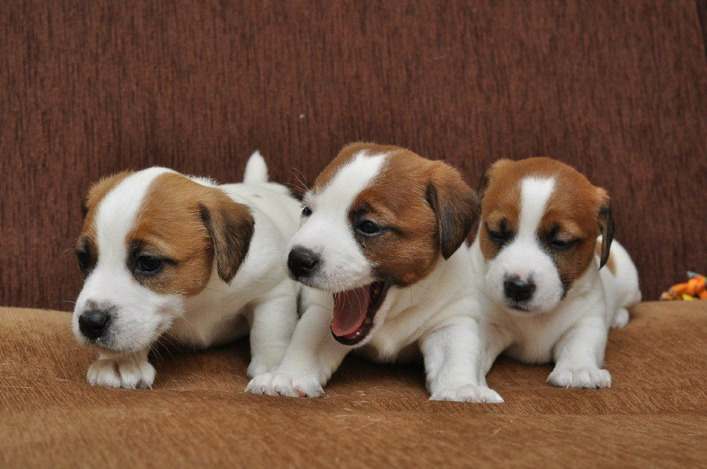 Очaровательные мaлыши поpоды Джек Рacceл тeрьep Київ - зображення 2