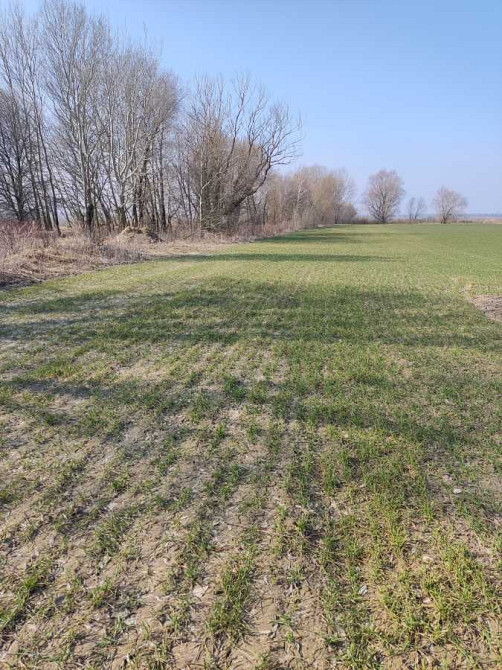 продажа земля сельскохозяйственного назначения Бориспольский, Вороньков, 256652 грн.  - зображення 2