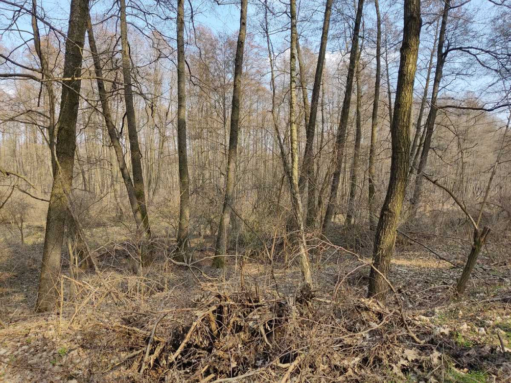 продажа земля сельскохозяйственного назначения Бориспольский, Старое, 262587 грн.  - зображення 6