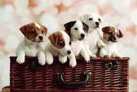 Джек Рассел тер'єр цуценята Київ