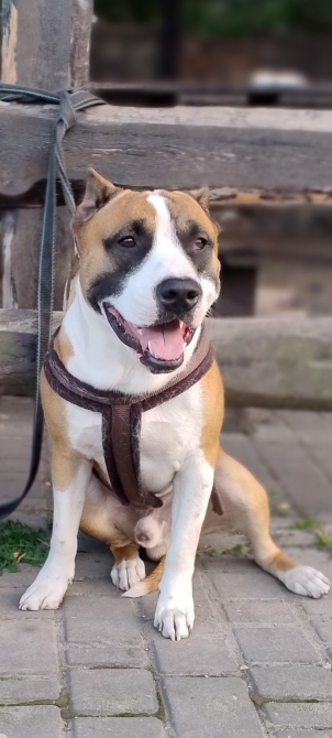 Цуцики американського стаффорширського тер'єра недорого Запорожье - изображение 2